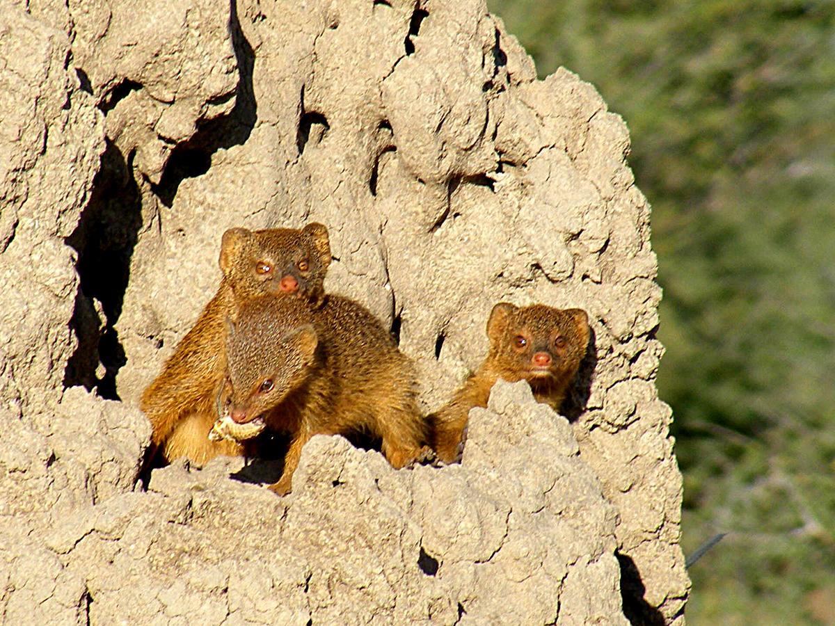 Waterberg Wilderness - One Namibia Villa Oda fotoğraf